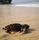 baby_sea_turtle