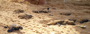 hawksbill